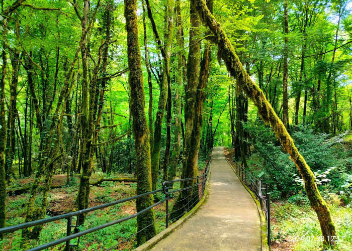 <span style="font-weight: bold;">Тисо Самшитовая роща</span>